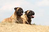 BULLMASTIFF 279